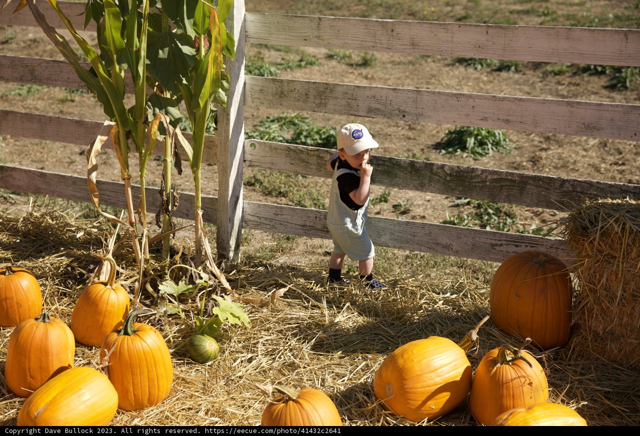 Harvest Time Fun in 2023
