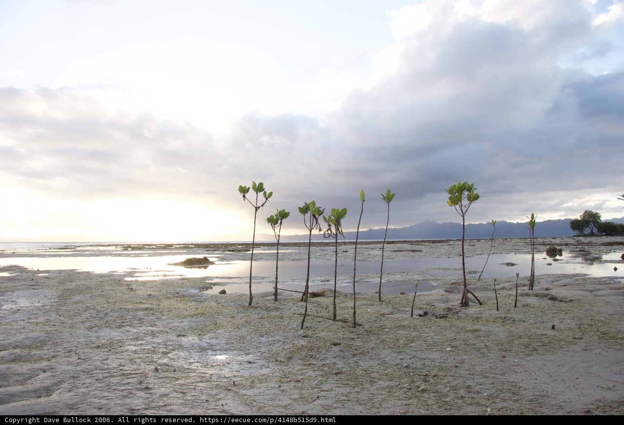 Oasis in the Sand