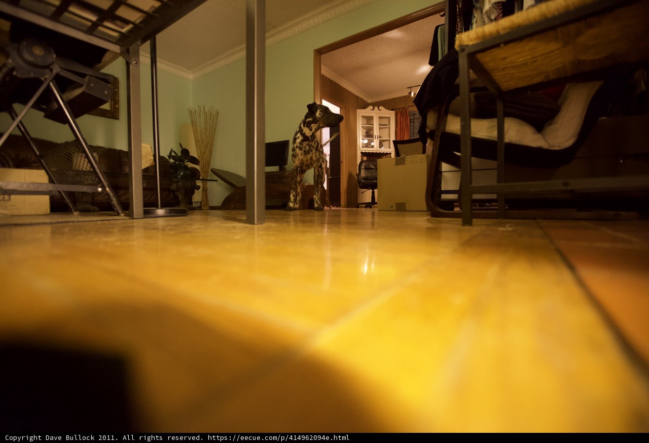 Wooden floors and a decorative plant