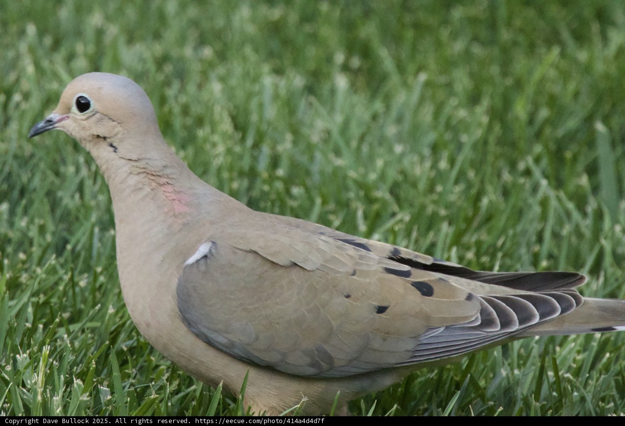 Serene Moment in the Grass