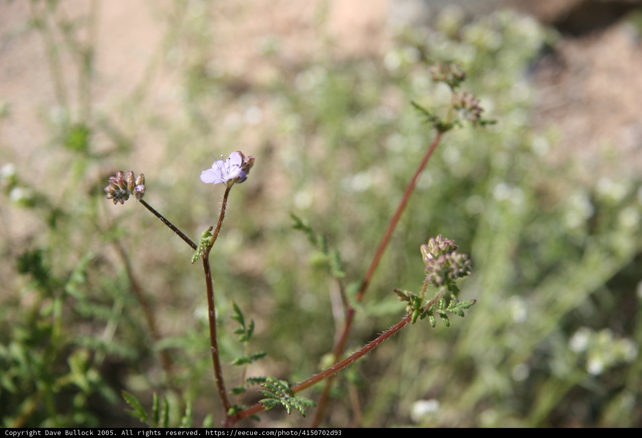 A lone Geranium flower in the field