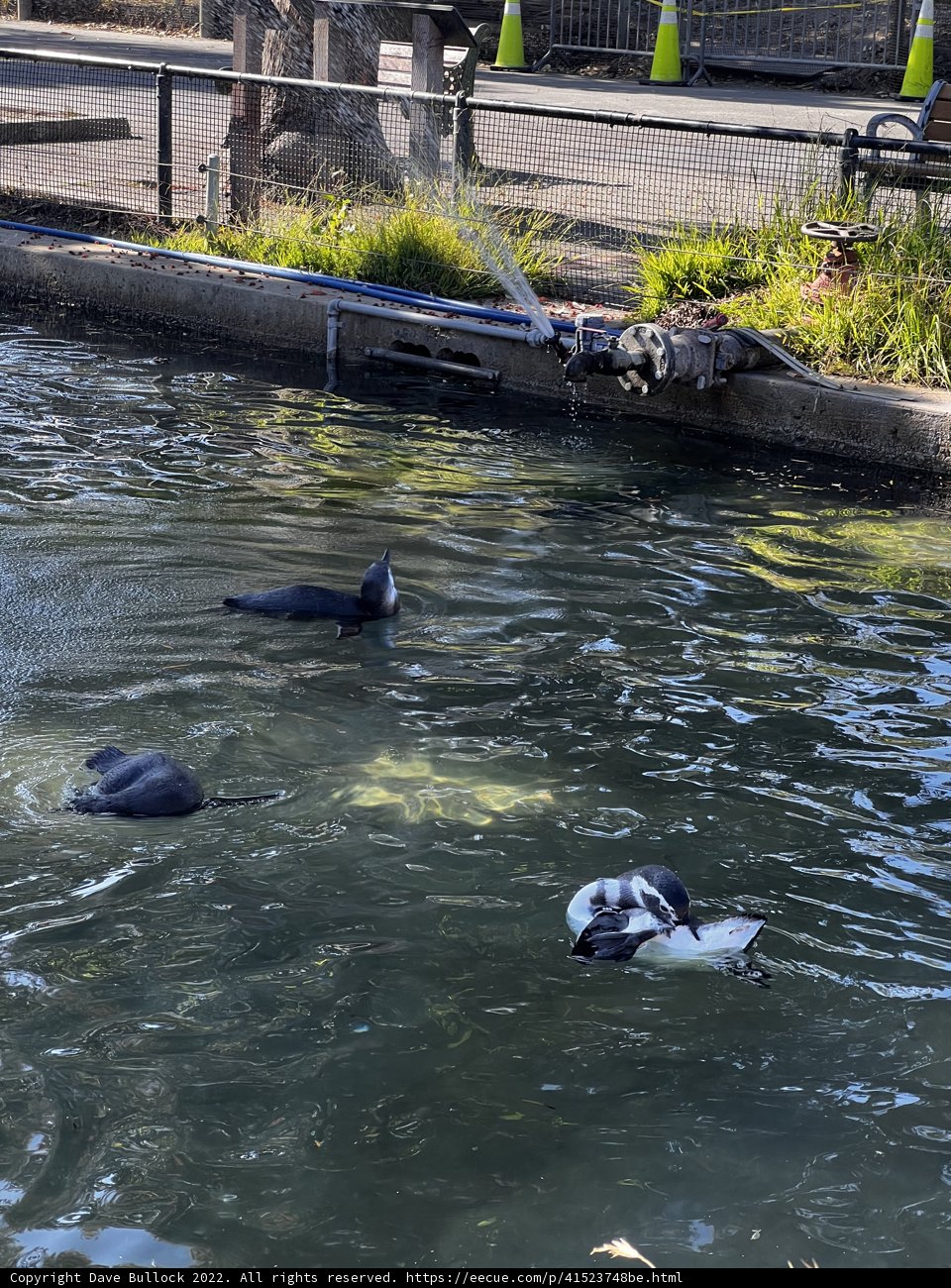 Penguins Splashing around in San Francisco Zoo Pond