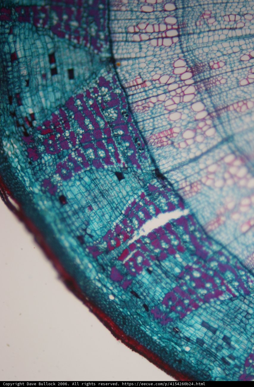 Blue and Purple Patterned Paper Close Up