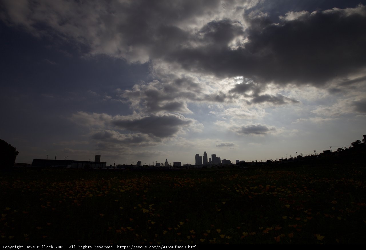 Glorious Sunlight Over a Field of Flowers