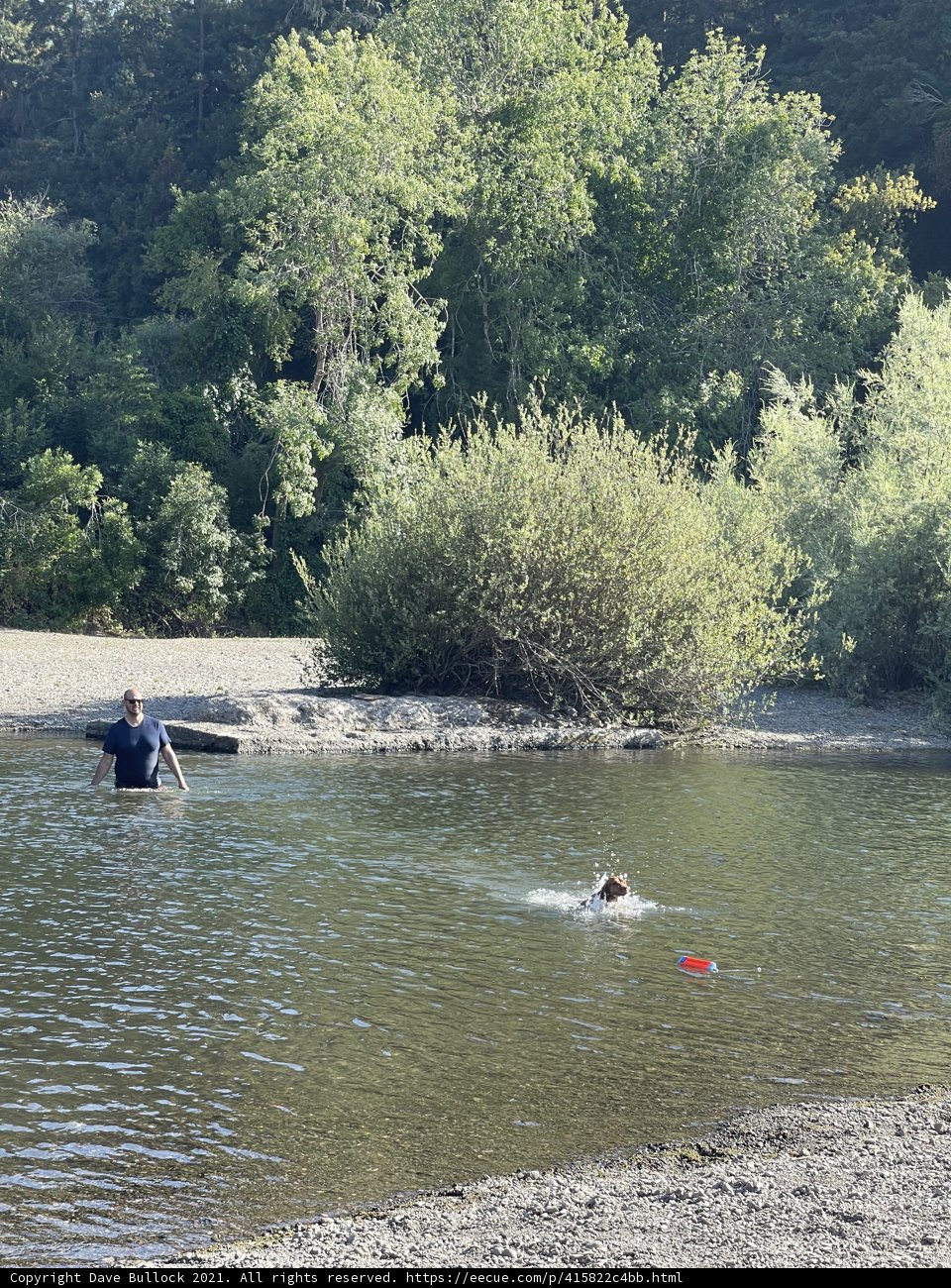 Man and Canine Enjoy a Dip in Monte Rio Beach