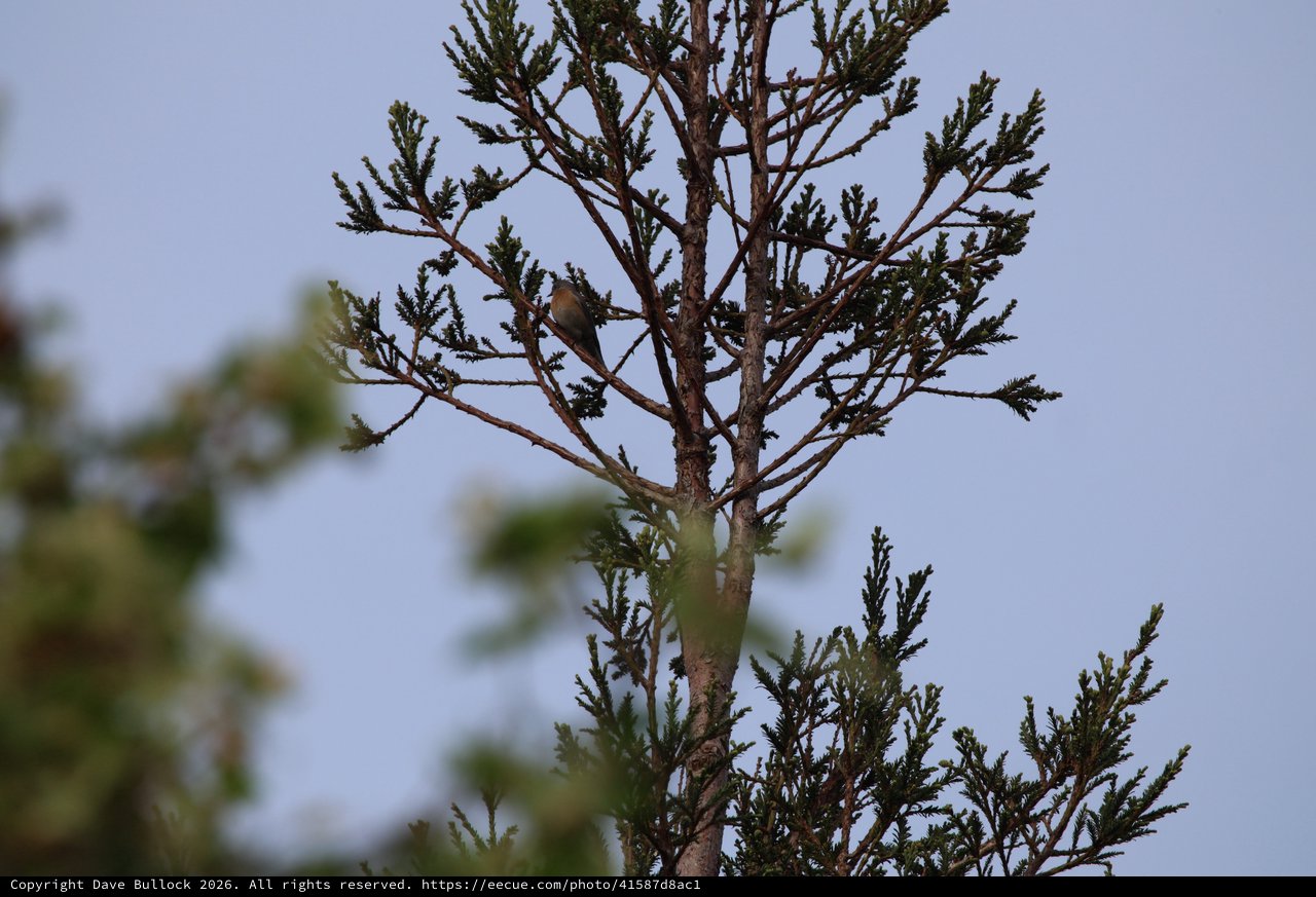 Cedar Waxwing Perched on Sparse Conifer Branch