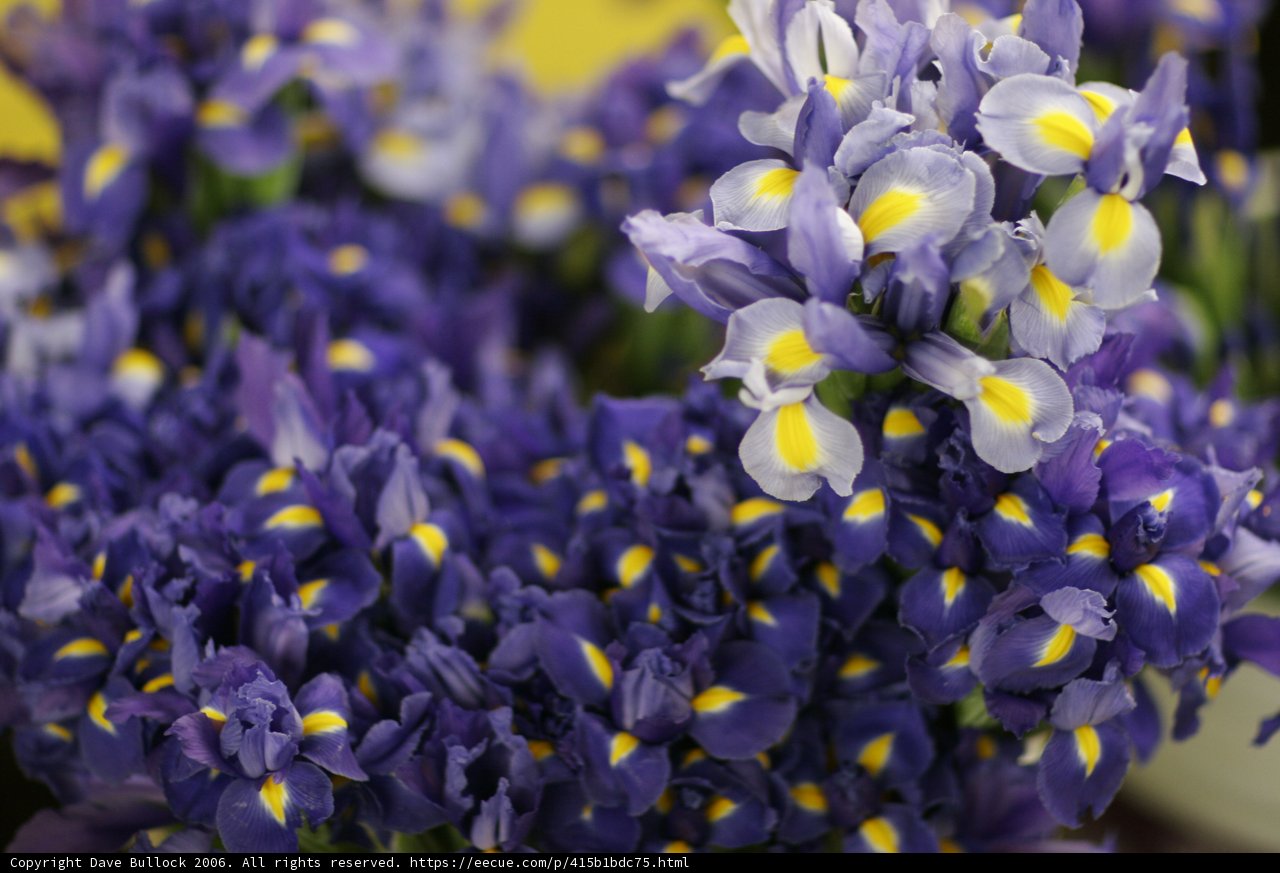 A Burst of Purple Blooms