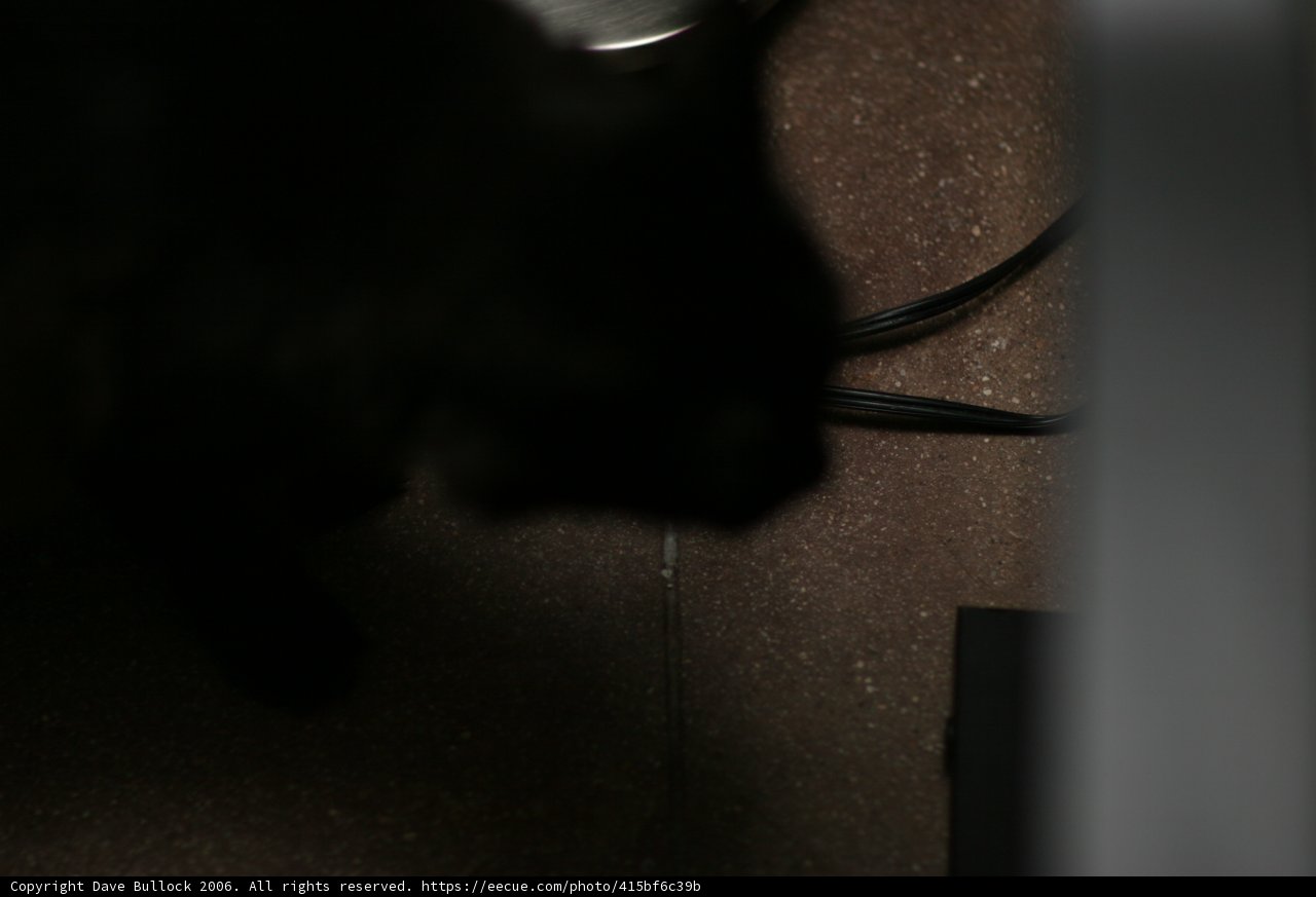 Curious Cat