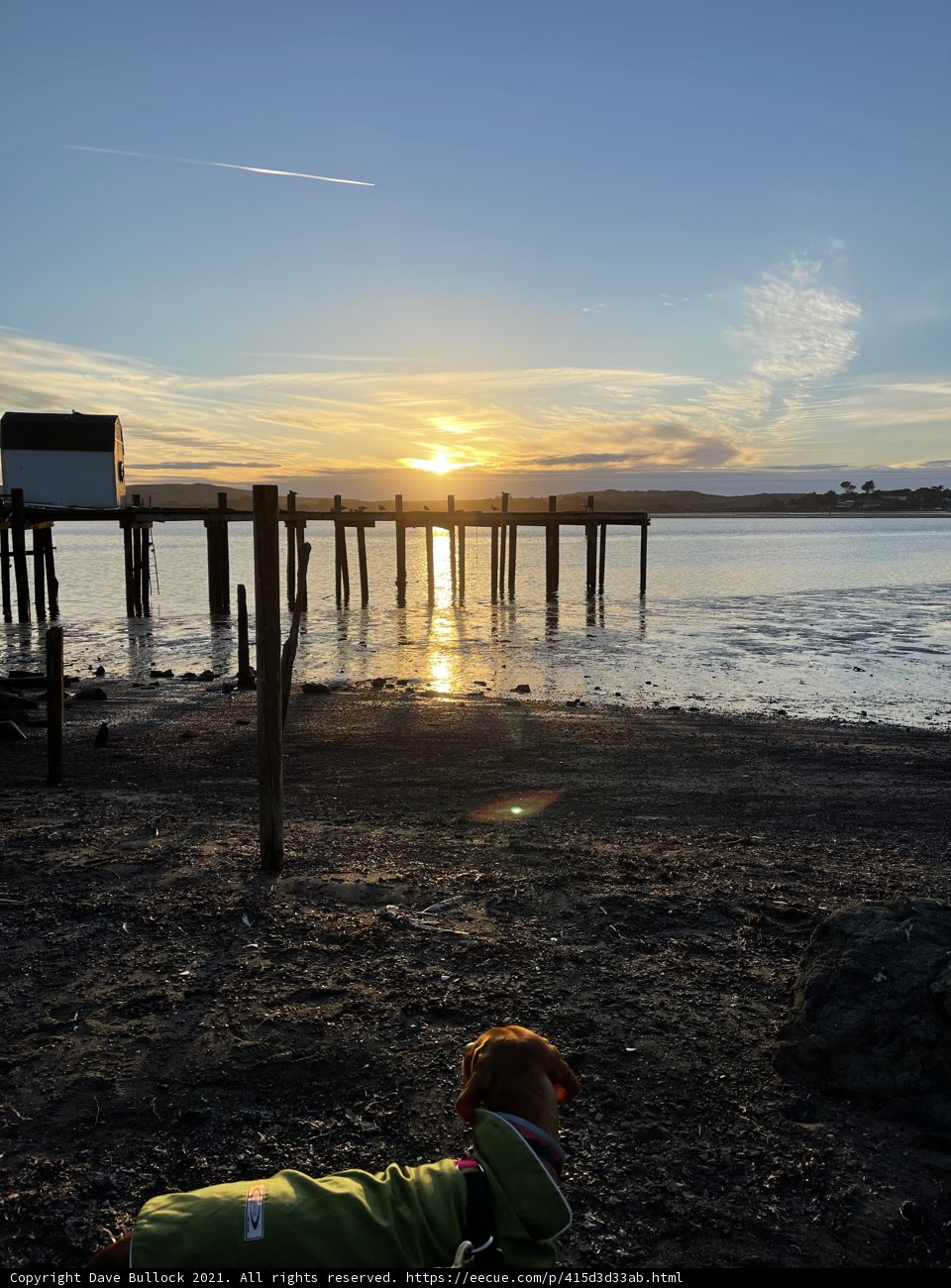 Man's Best Friend at Sunset