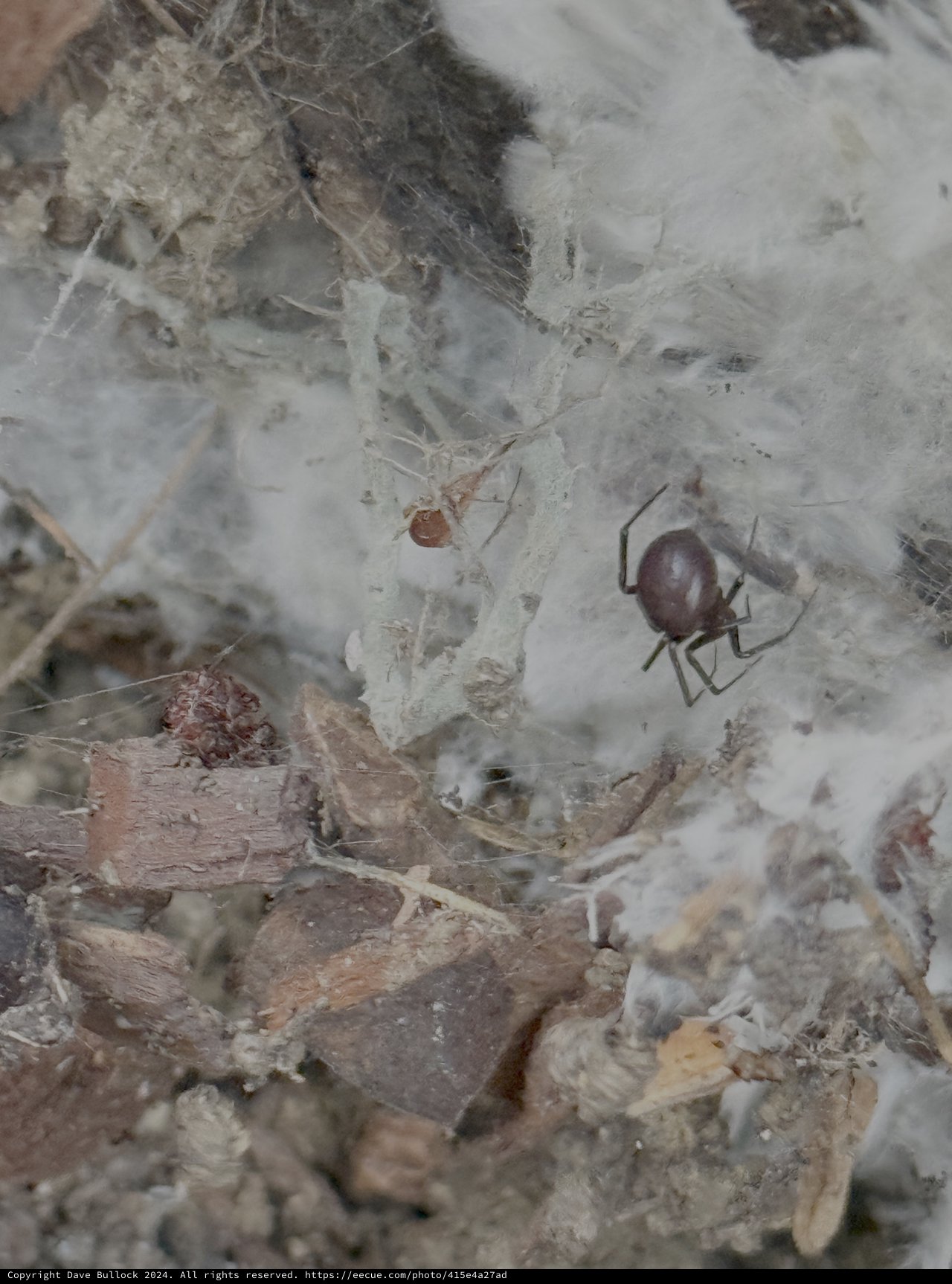 Spider in Web Among Natural Debris