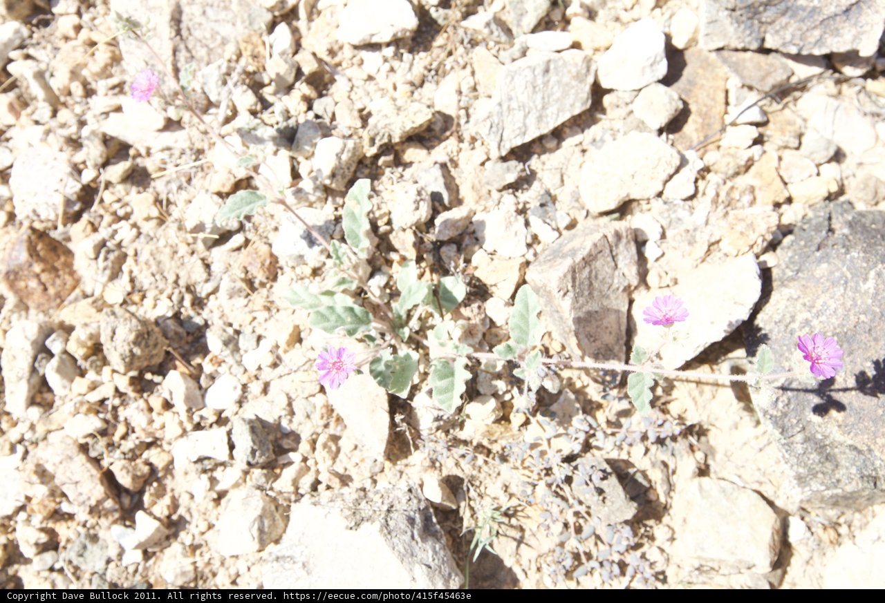 Purple Amaranthaceae Flower Thrives Amongst Rocks and Rubble