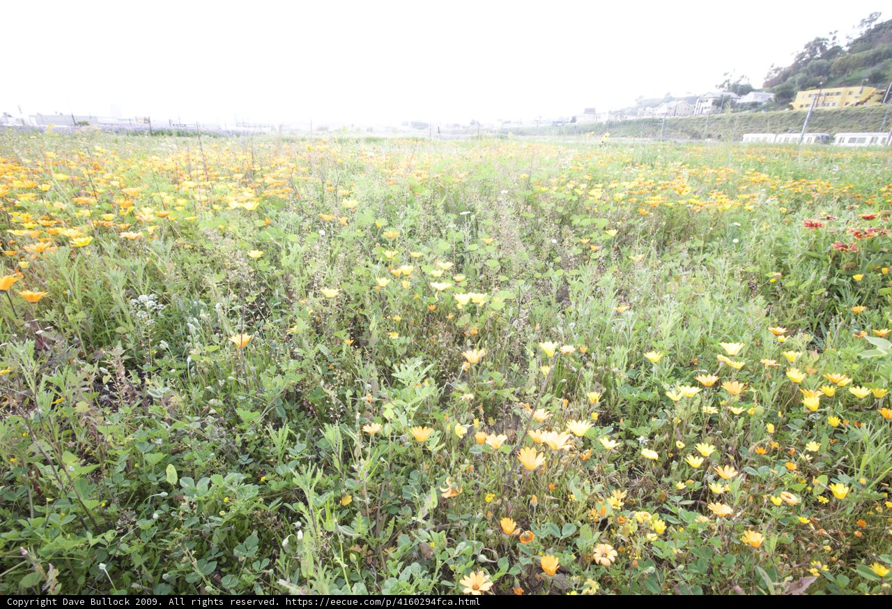 Urban Meadow