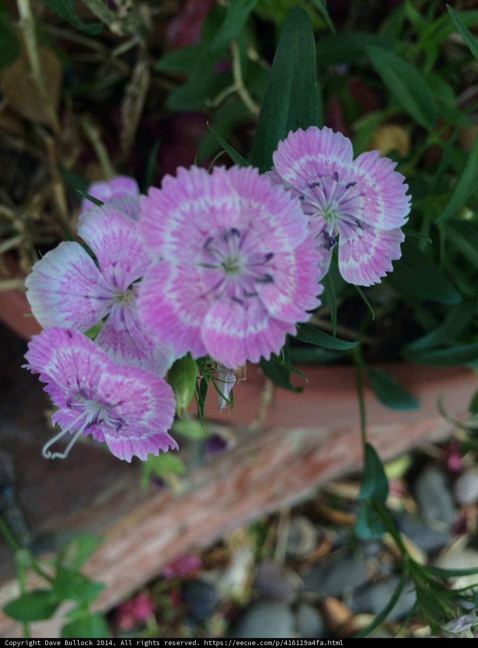 Beautiful Geranium Flowers in Altadena