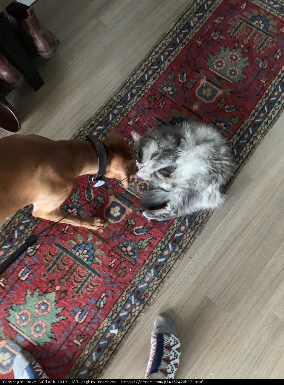 Playful Pals