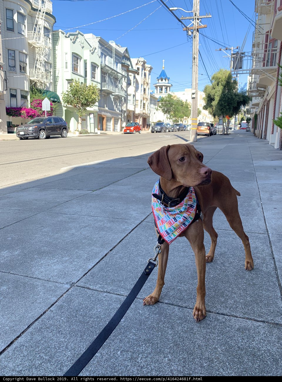 Colorful Canine on City Street