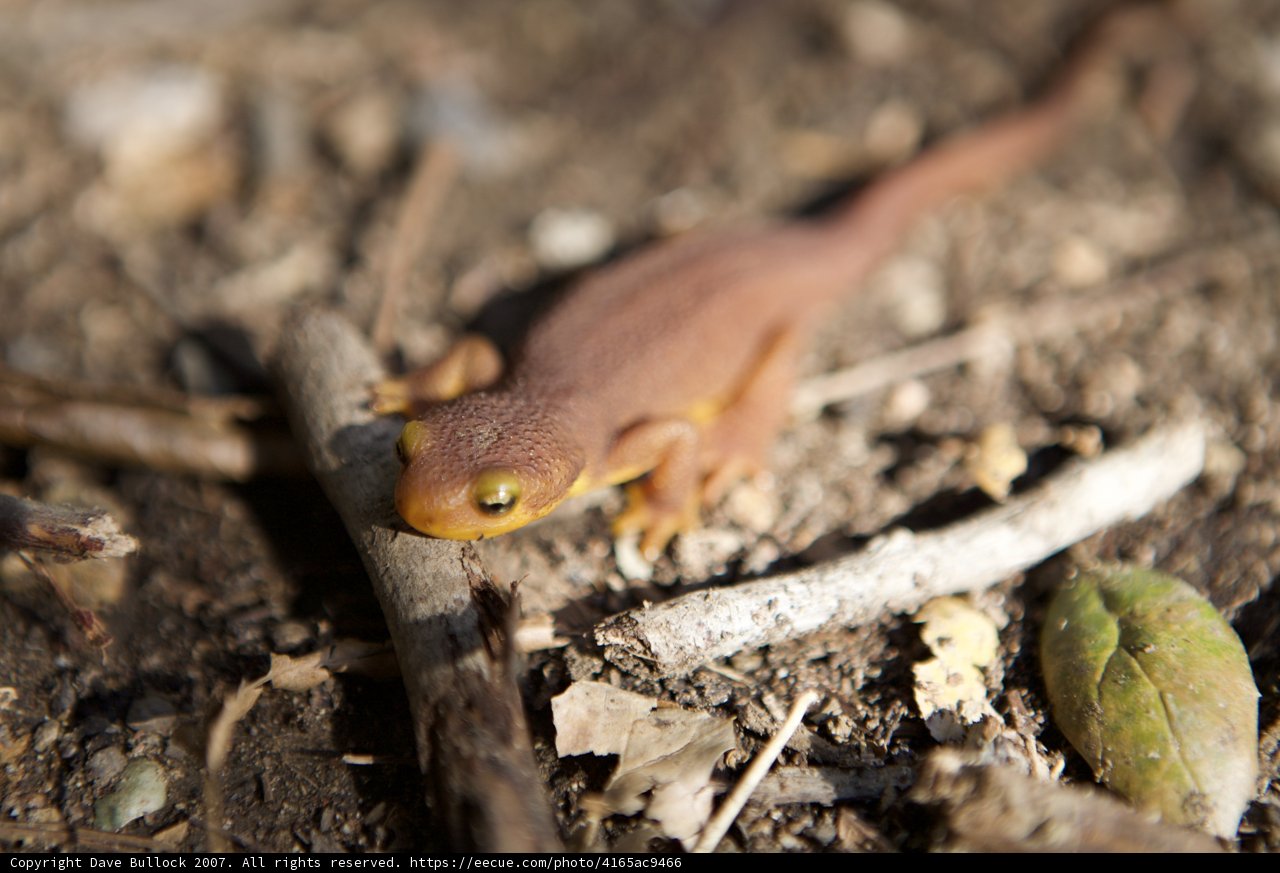 Sunbathing Lizard