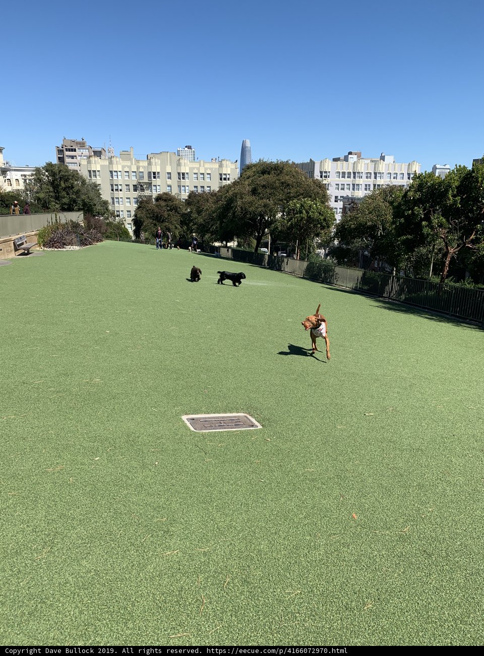 Pup's Playtime