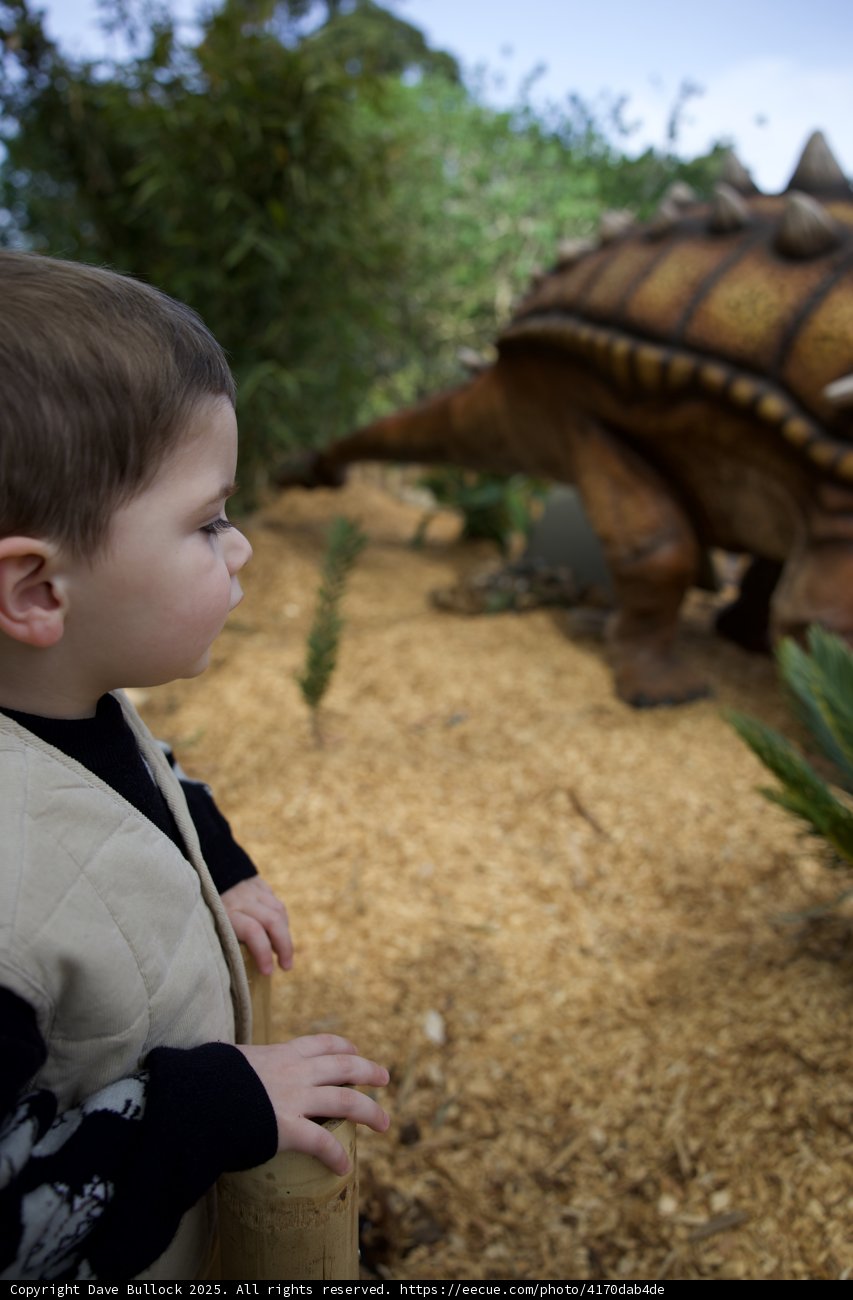 Jurassic Wonder