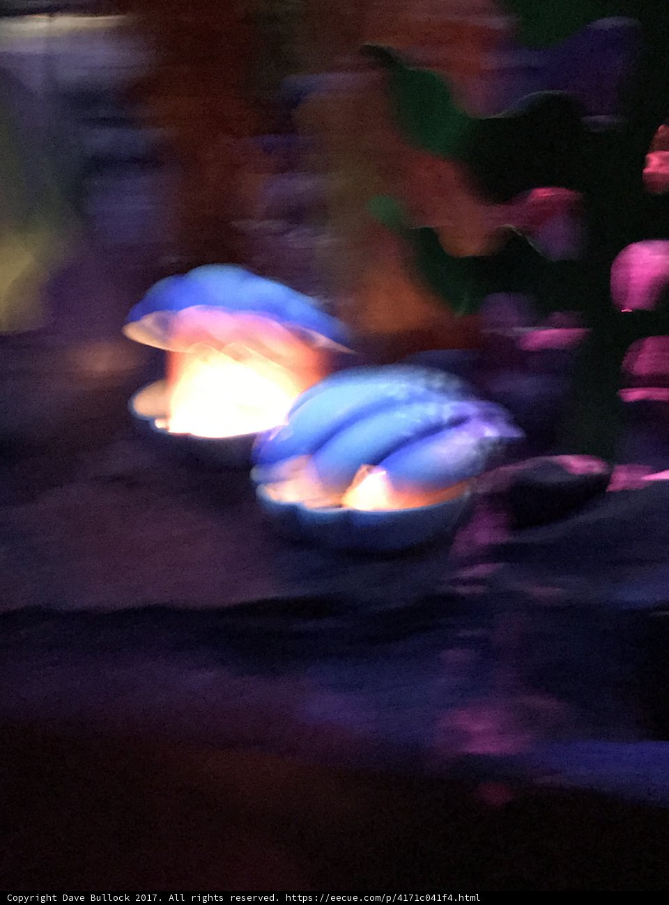 Illuminated Seashell