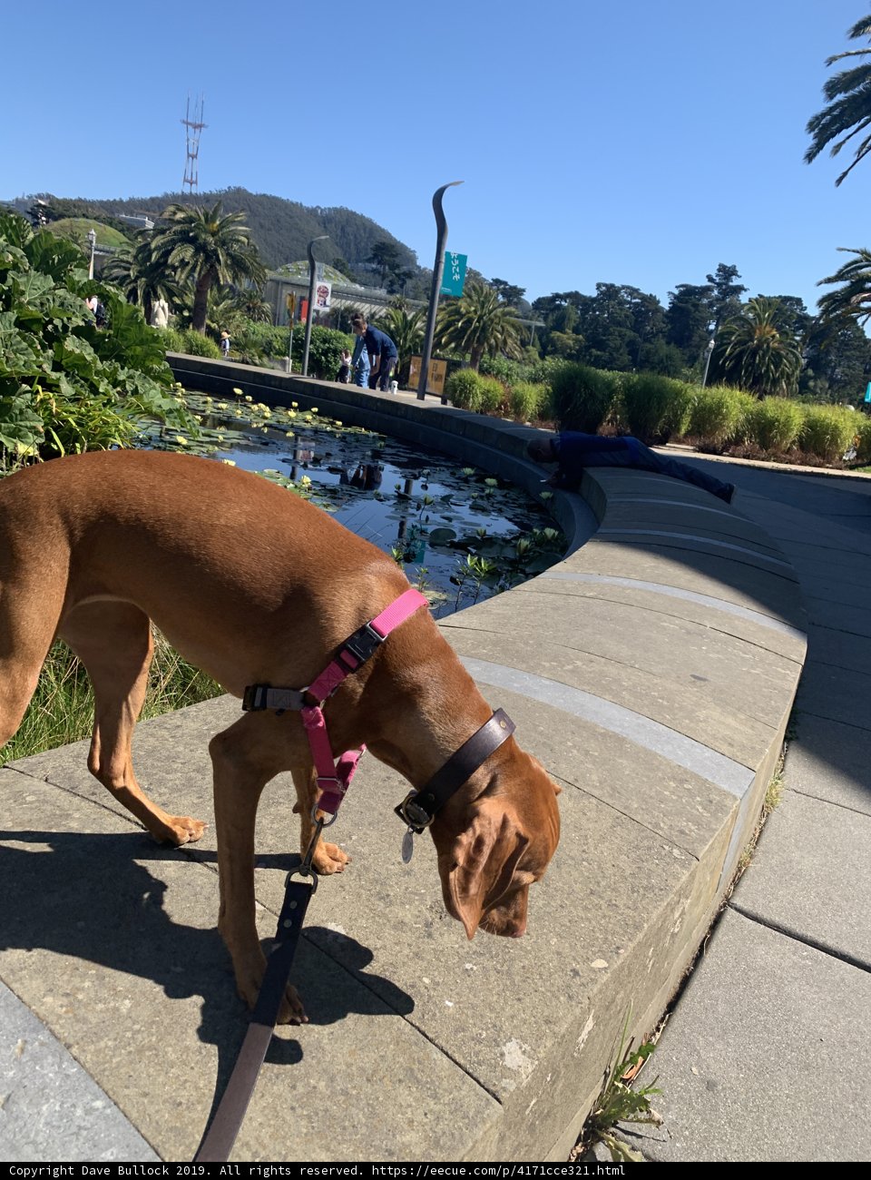Canine Explorer at the de Young Museum