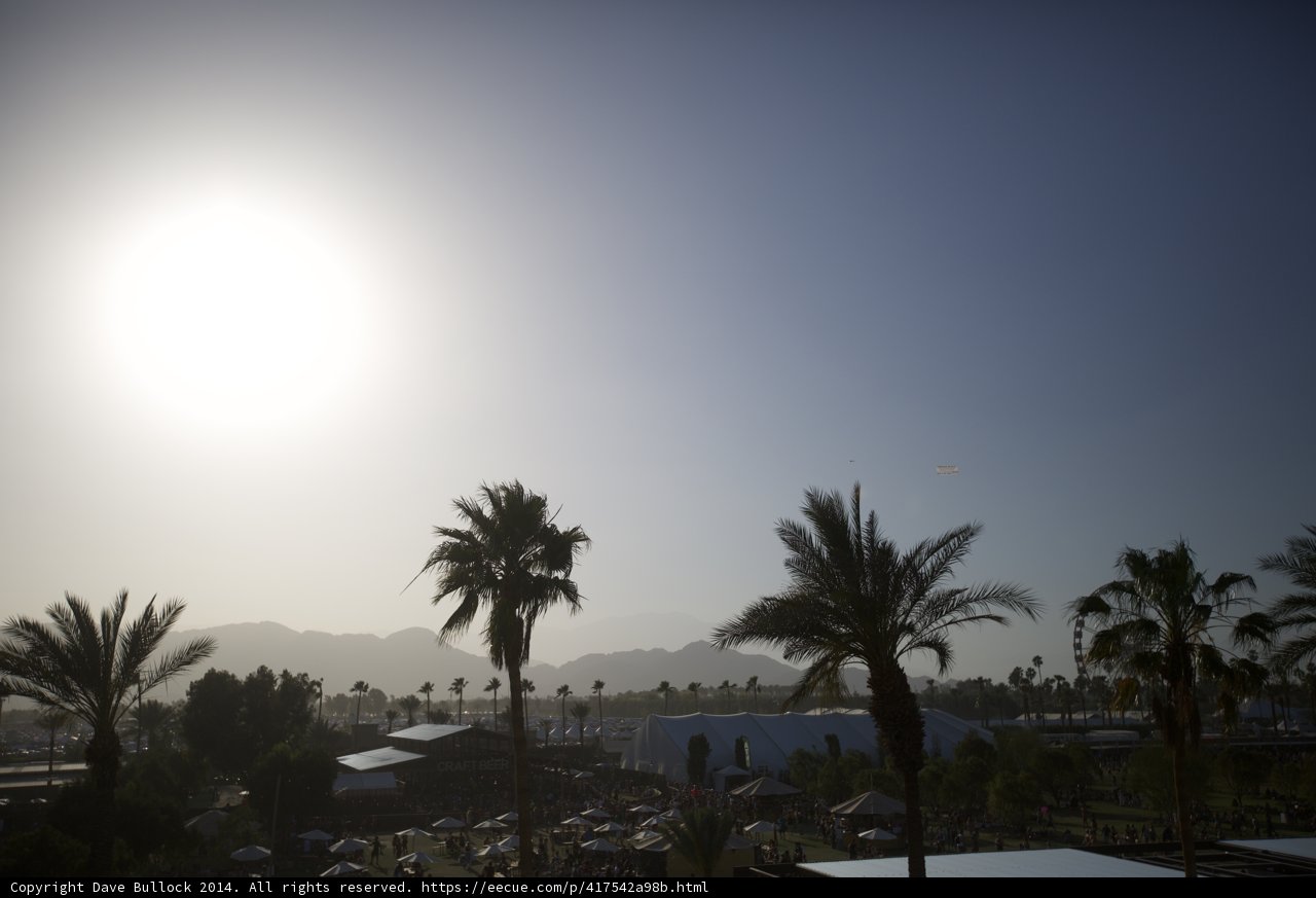 Radiant Palm Trees Under the Sun