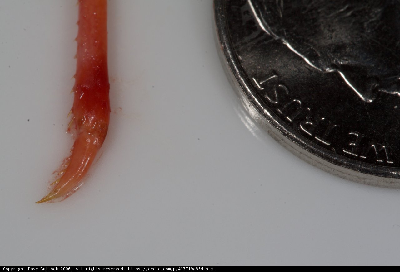 The Curious Case of the Red Worm and the Quarter