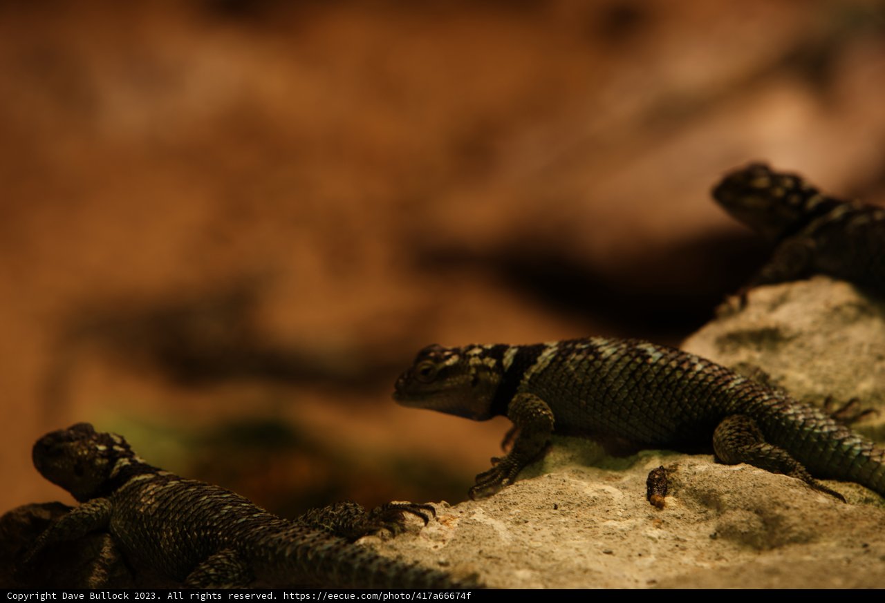 Triptych of Lizards at Oakland Zoo