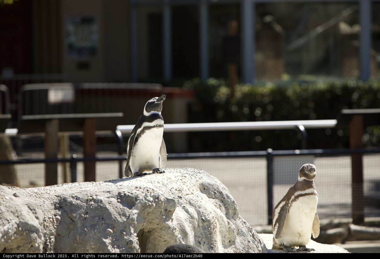 Penguins on Parade at San Francisco Zoo