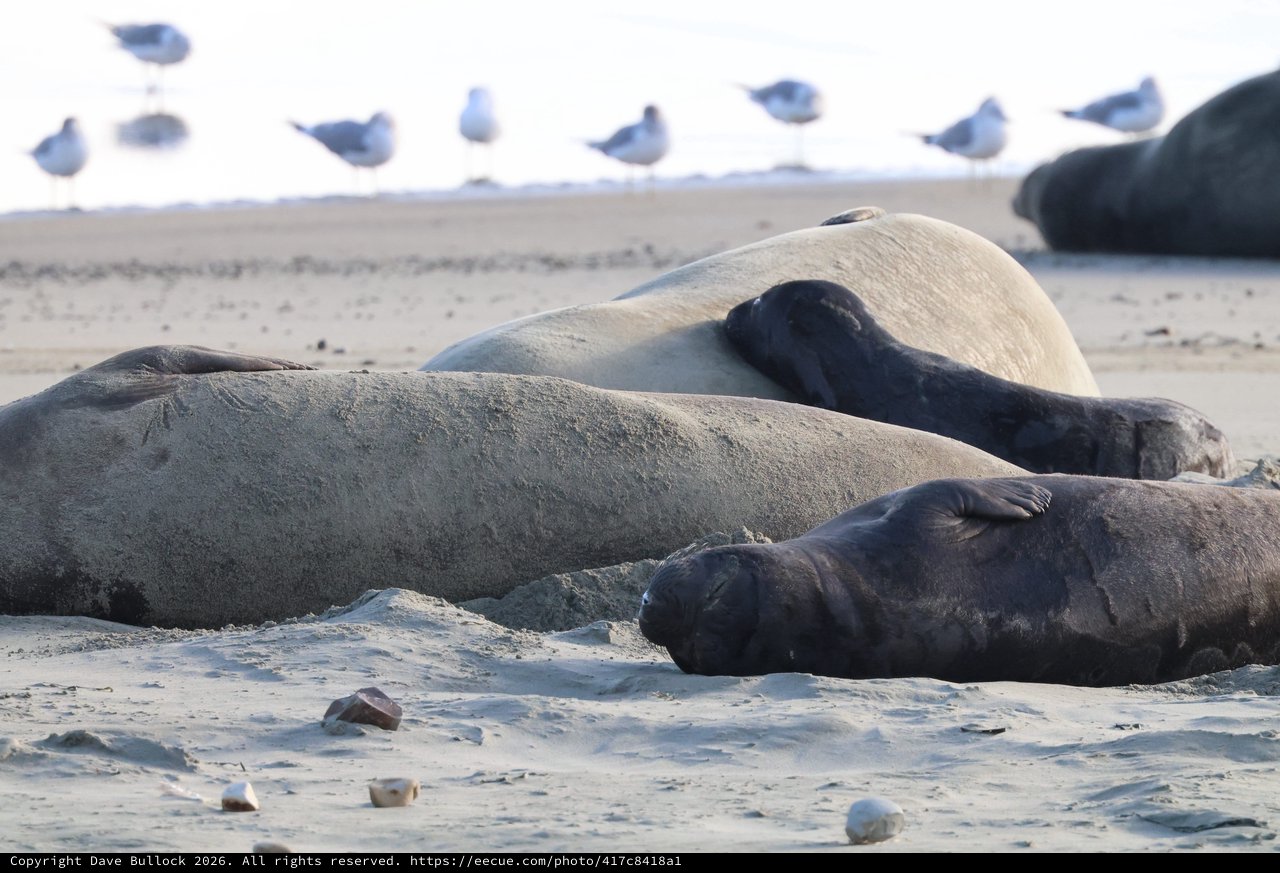 Elephant Seals Resting on Drakes Beach Sand