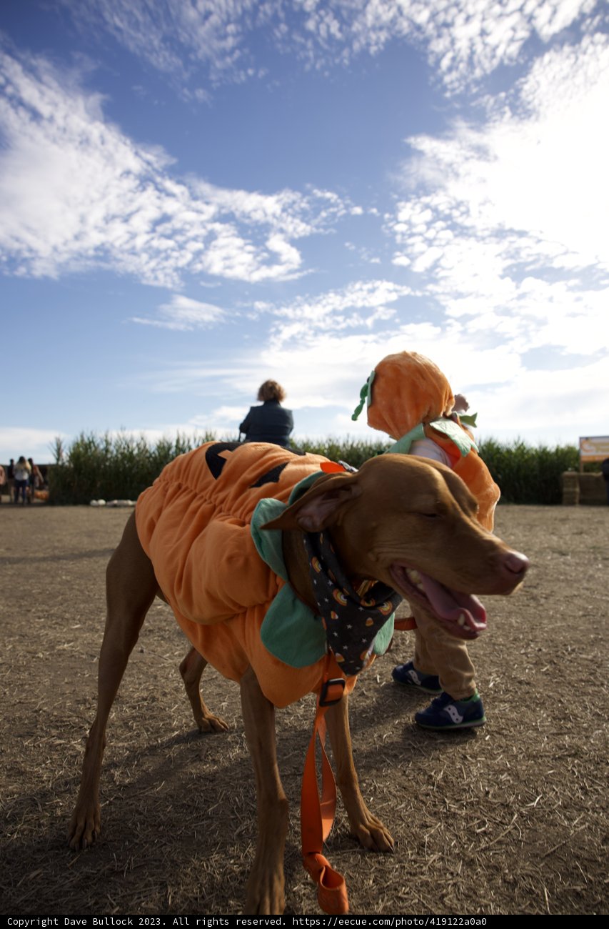 Canine Carnival on the Country Roads of Halfmoon Bay