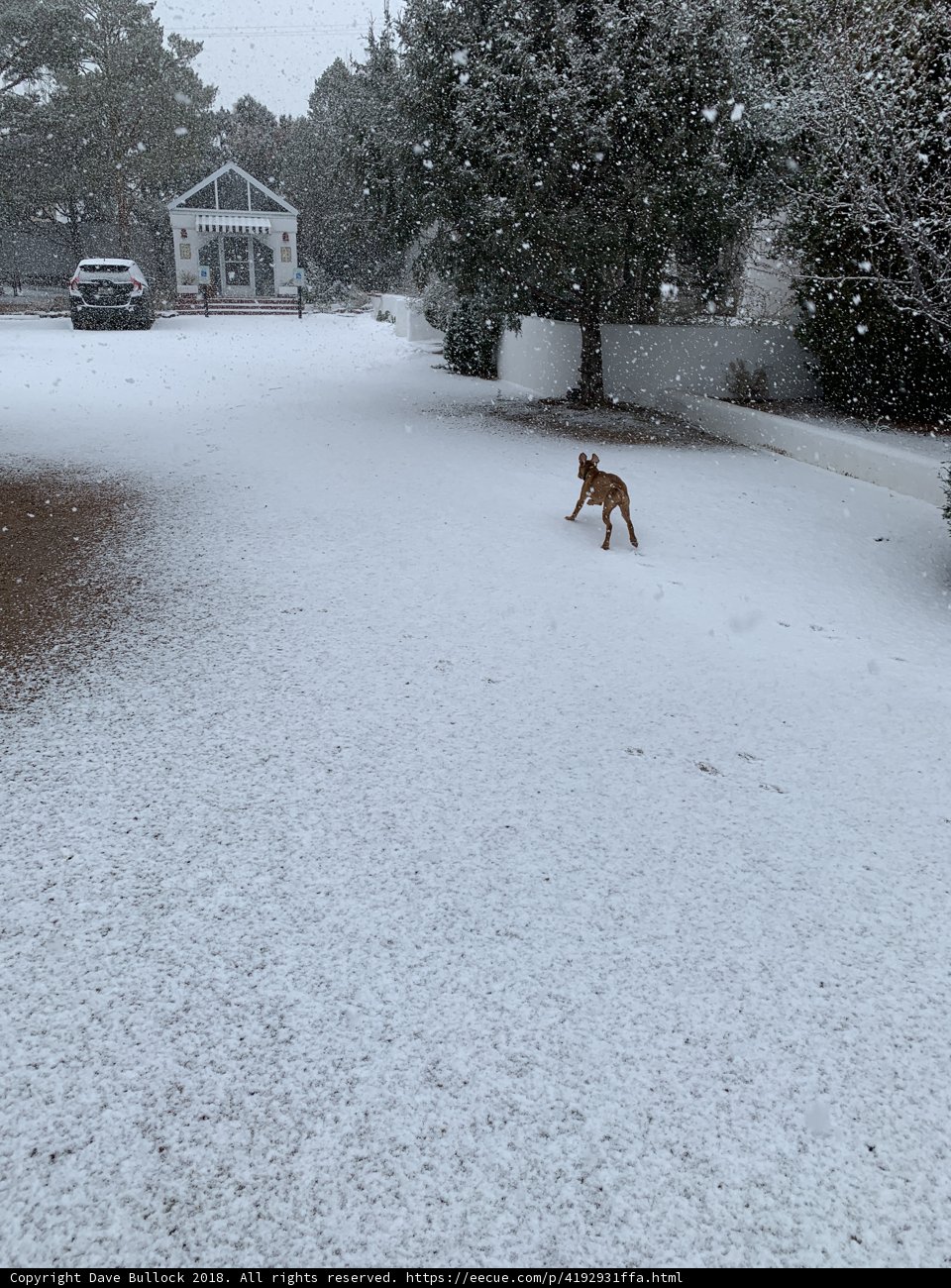 Snowy Stroll with my Pup