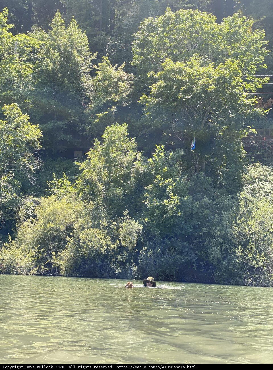 A Refreshing Swim in the Forest Lake