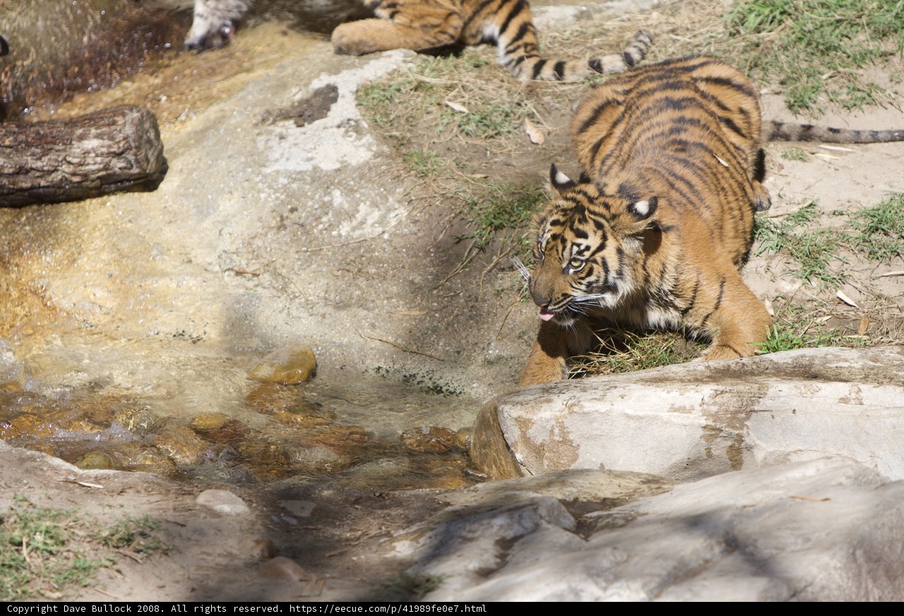 Thirsty Tiger Quenches its Thirst