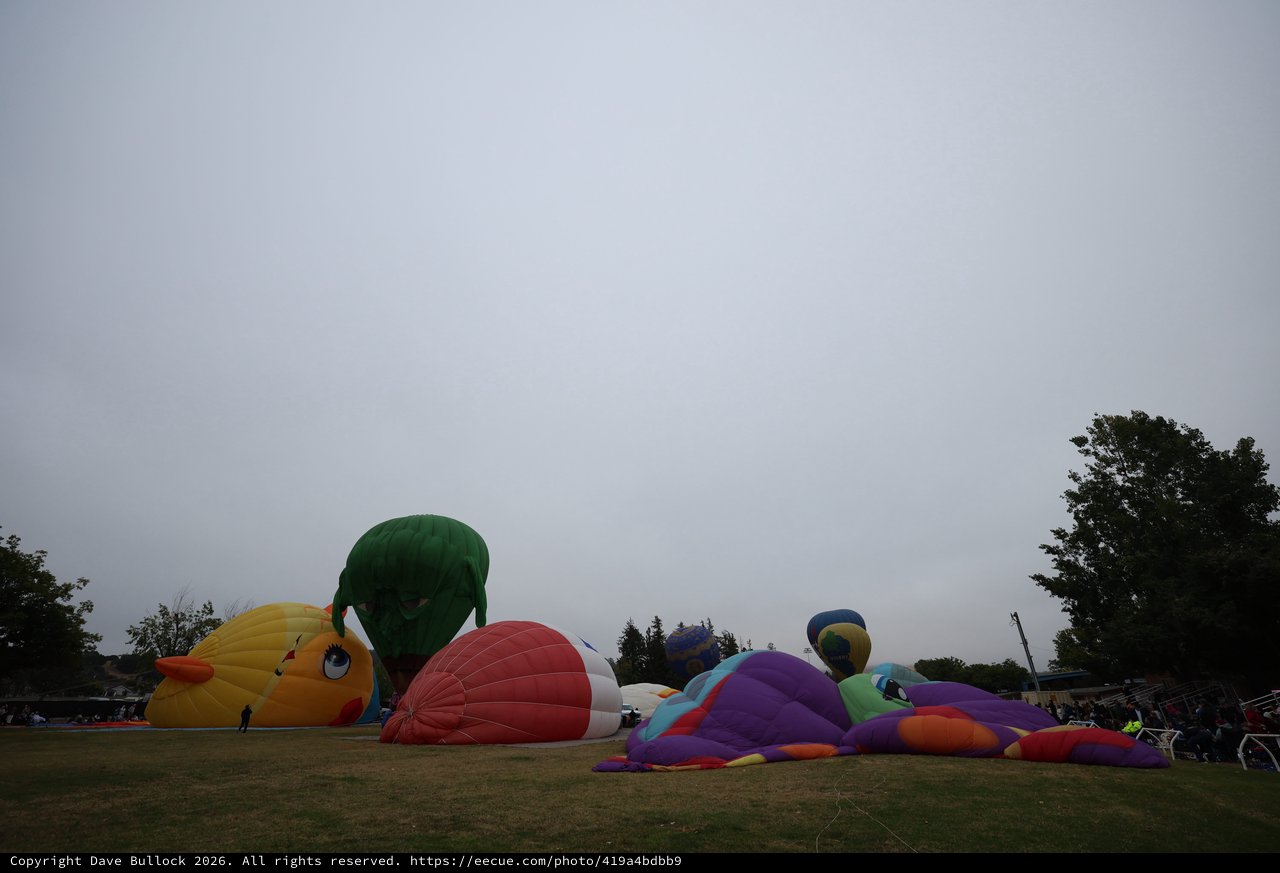 Colorful Hot Air Balloons Inflate at Dawn Festival