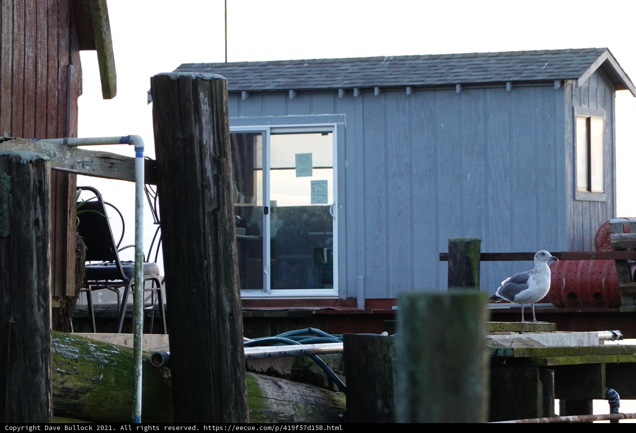 Seagull at the Countryside Dock
