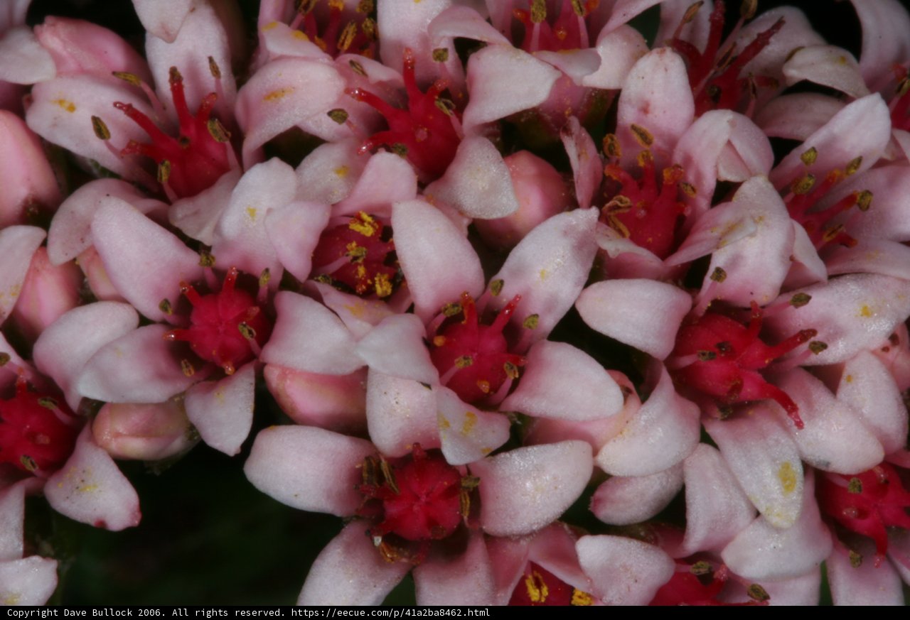 Pink Lily Blossoms with Red Centers