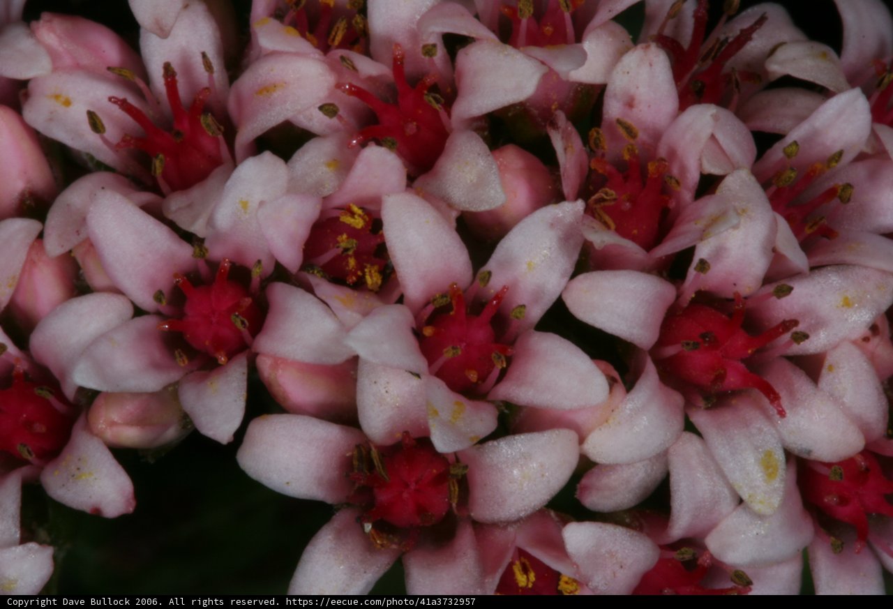 Radiant Pink Lily Blossoms