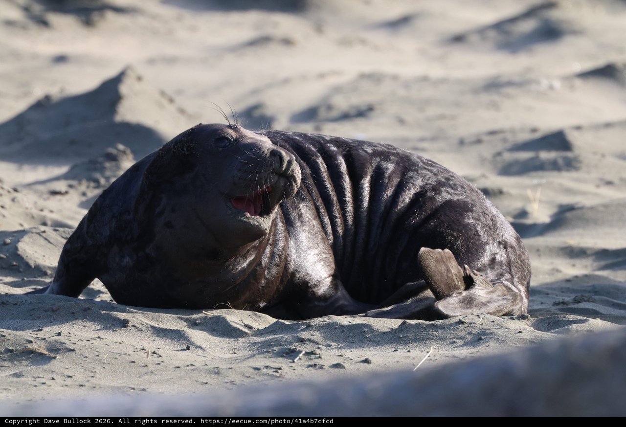 Elephant Seal Pup Resting on Drakes Beach