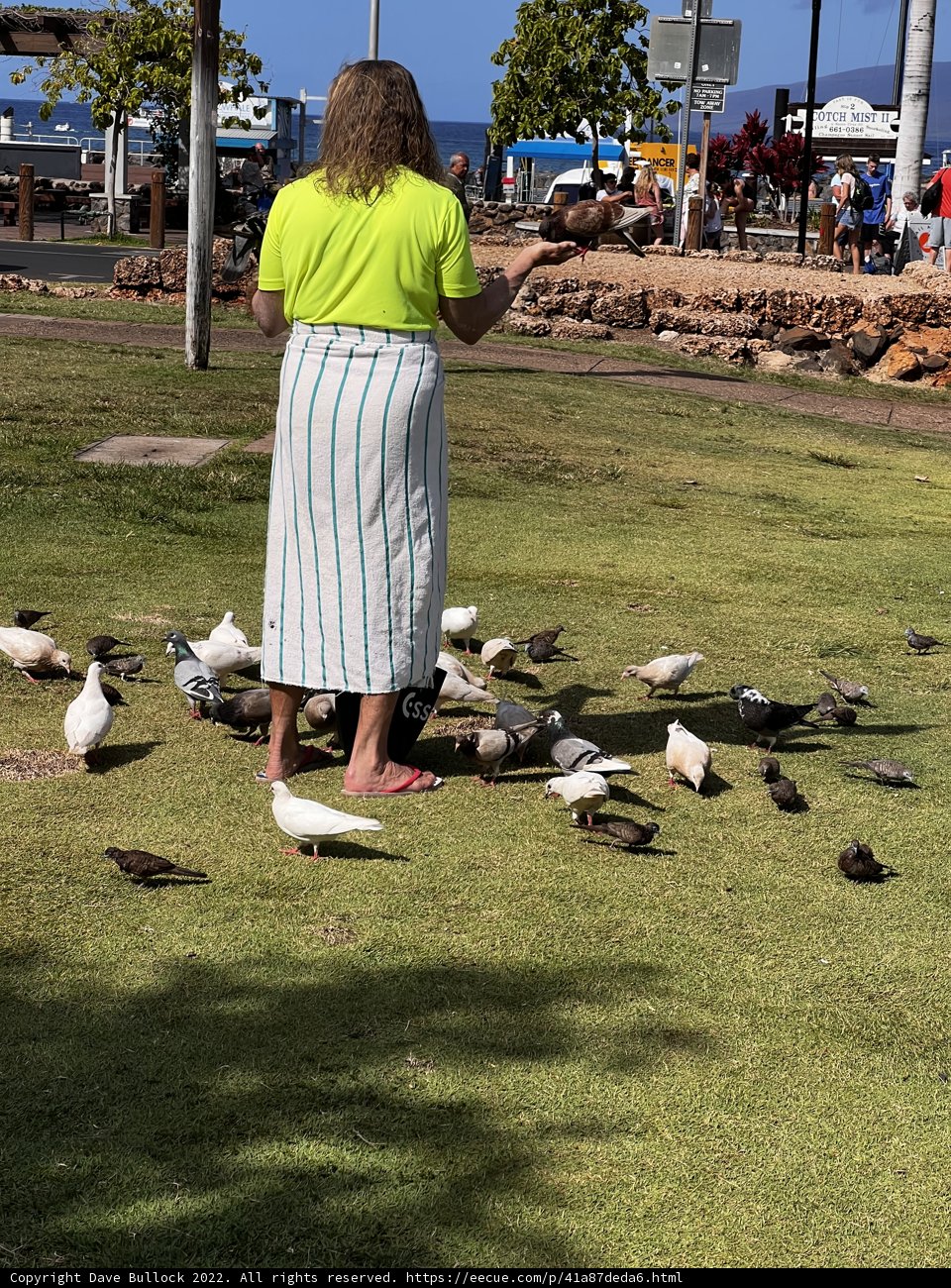 Bird-Feeding in Maui