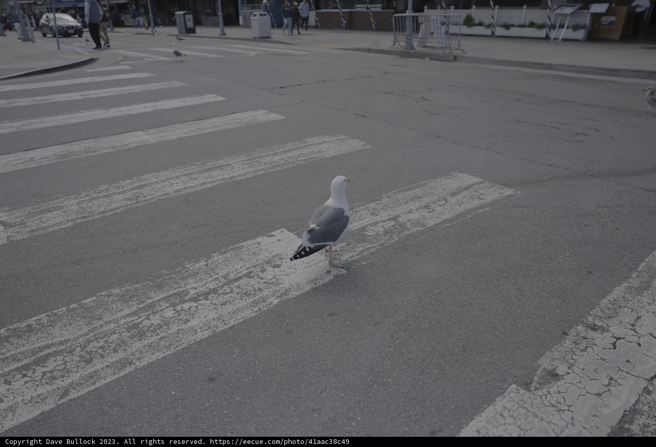 Seagull Crossing
