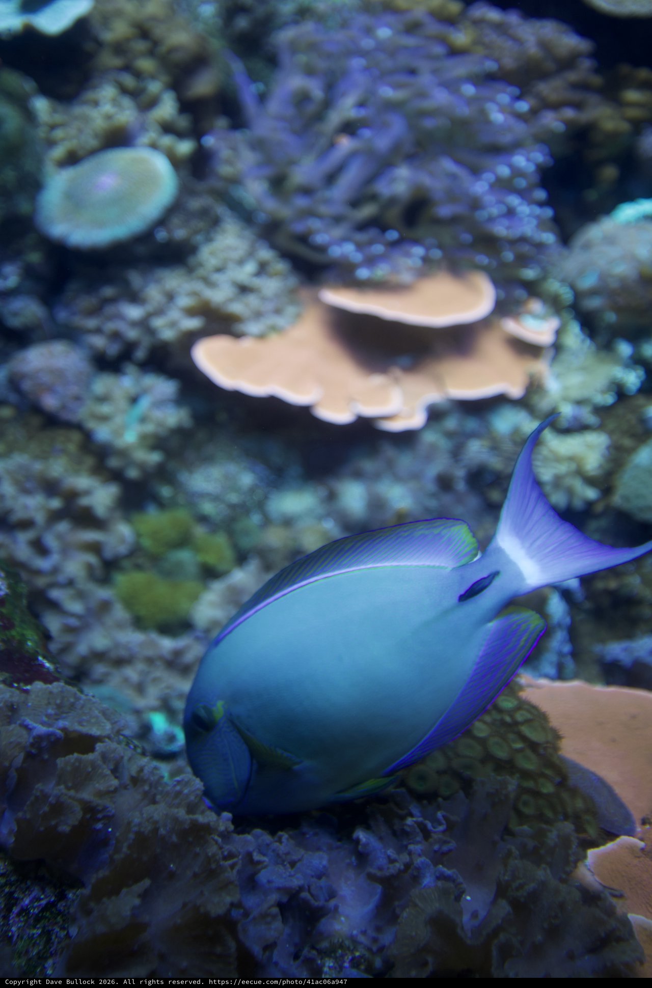 Vibrant Blue Tang Fish Swimming Among Coral Reef