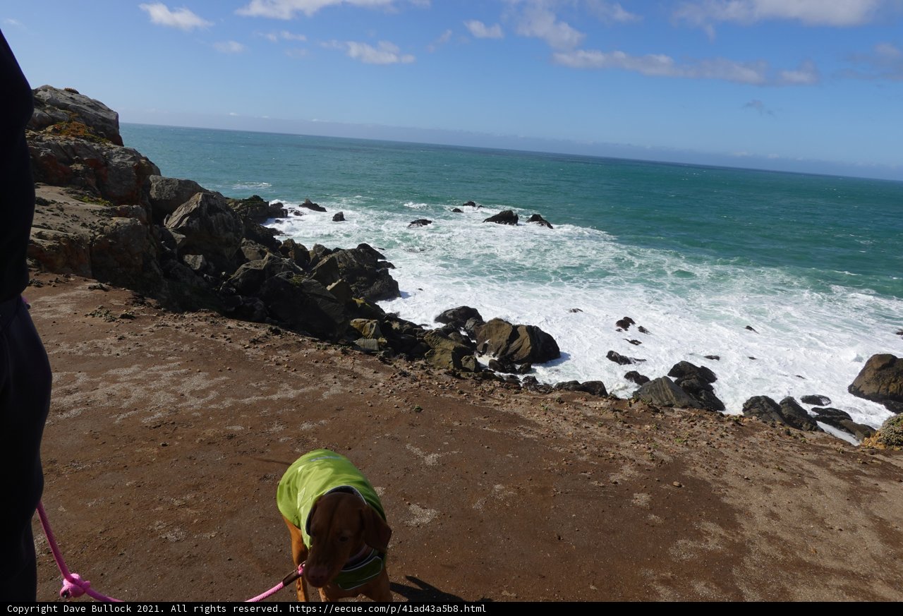 A Canine Stroll Along the Promontory