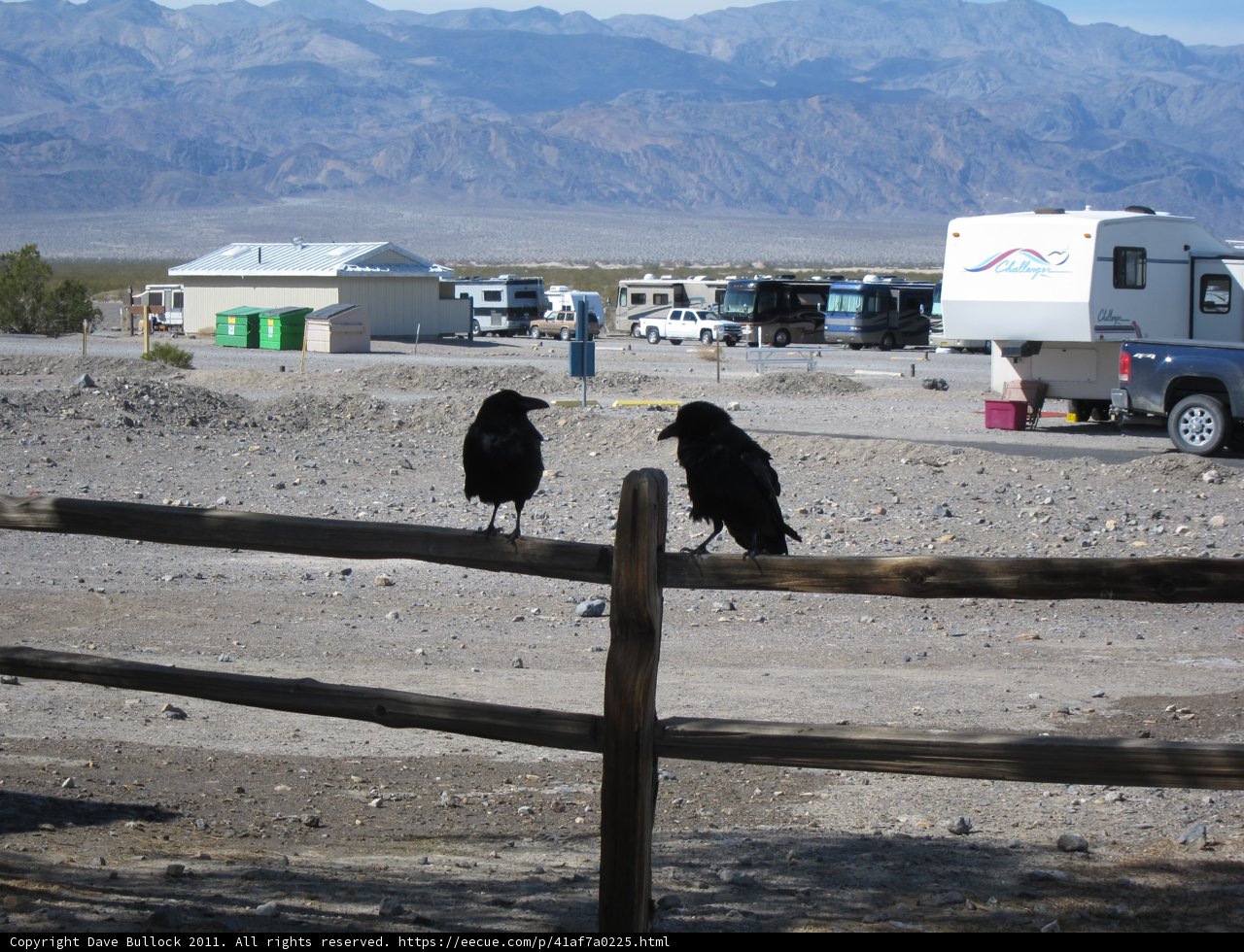Two Crows on a Fence