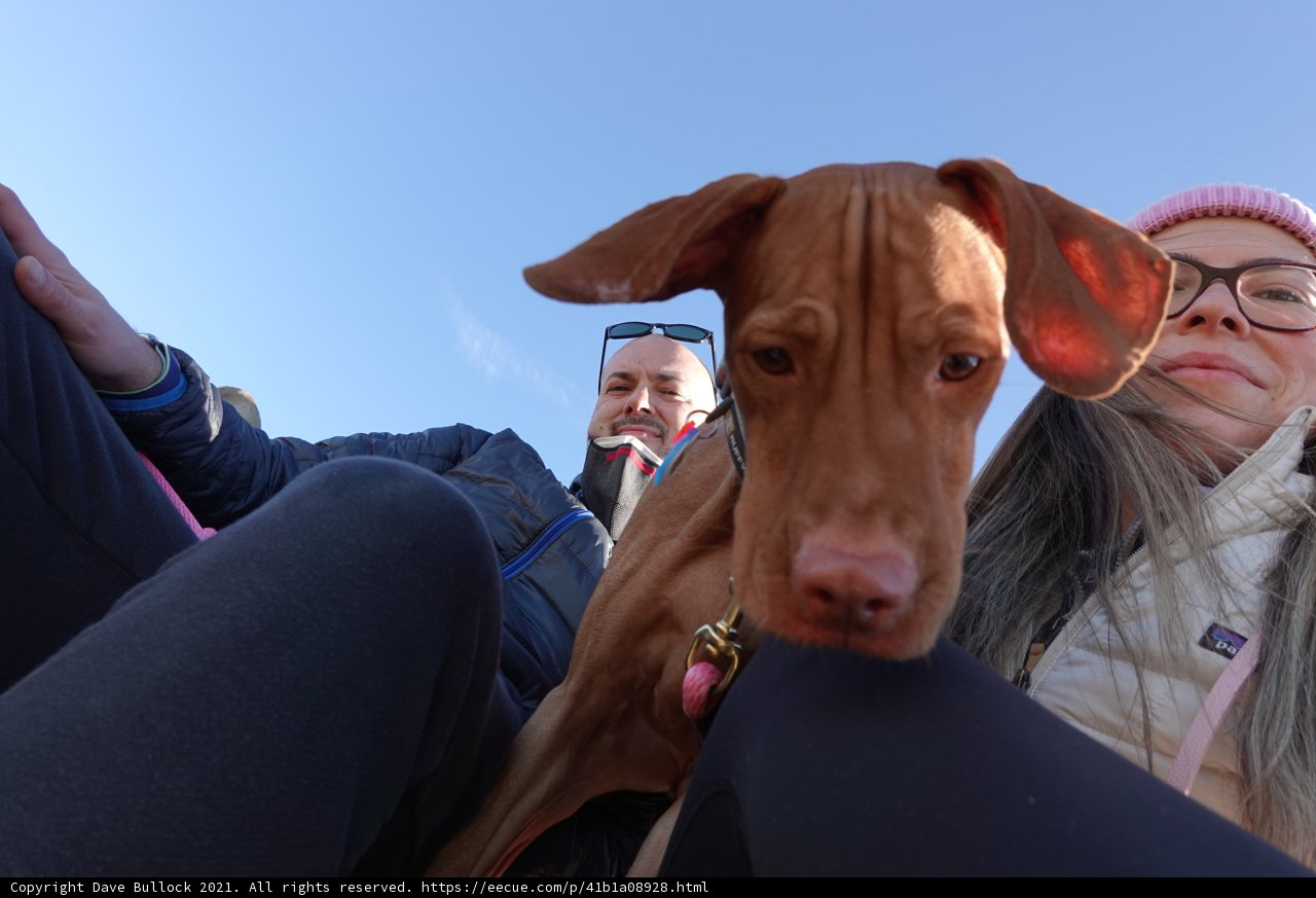 A Day in the Park with Our Furry Friend