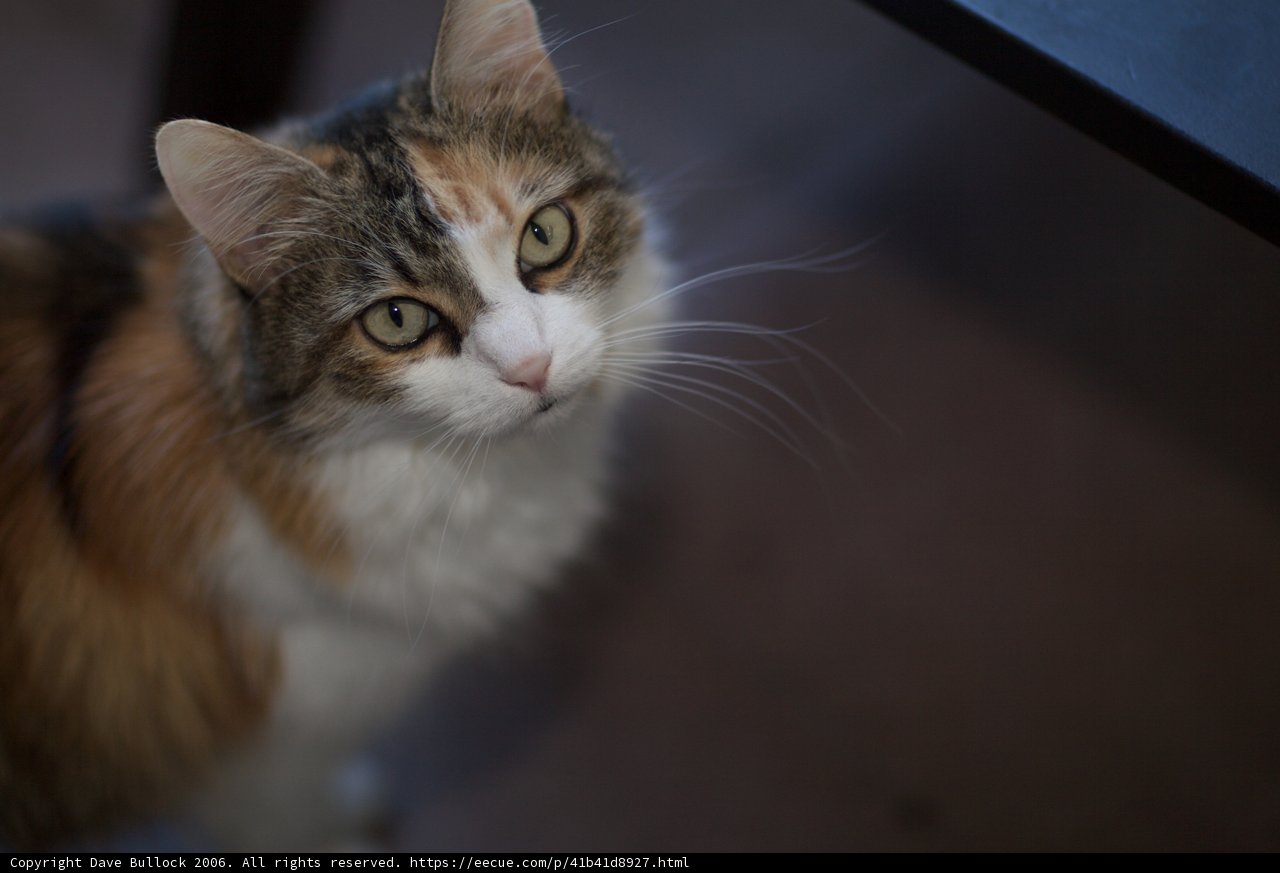 Adorable Calico Cat Locks Eyes with Viewer