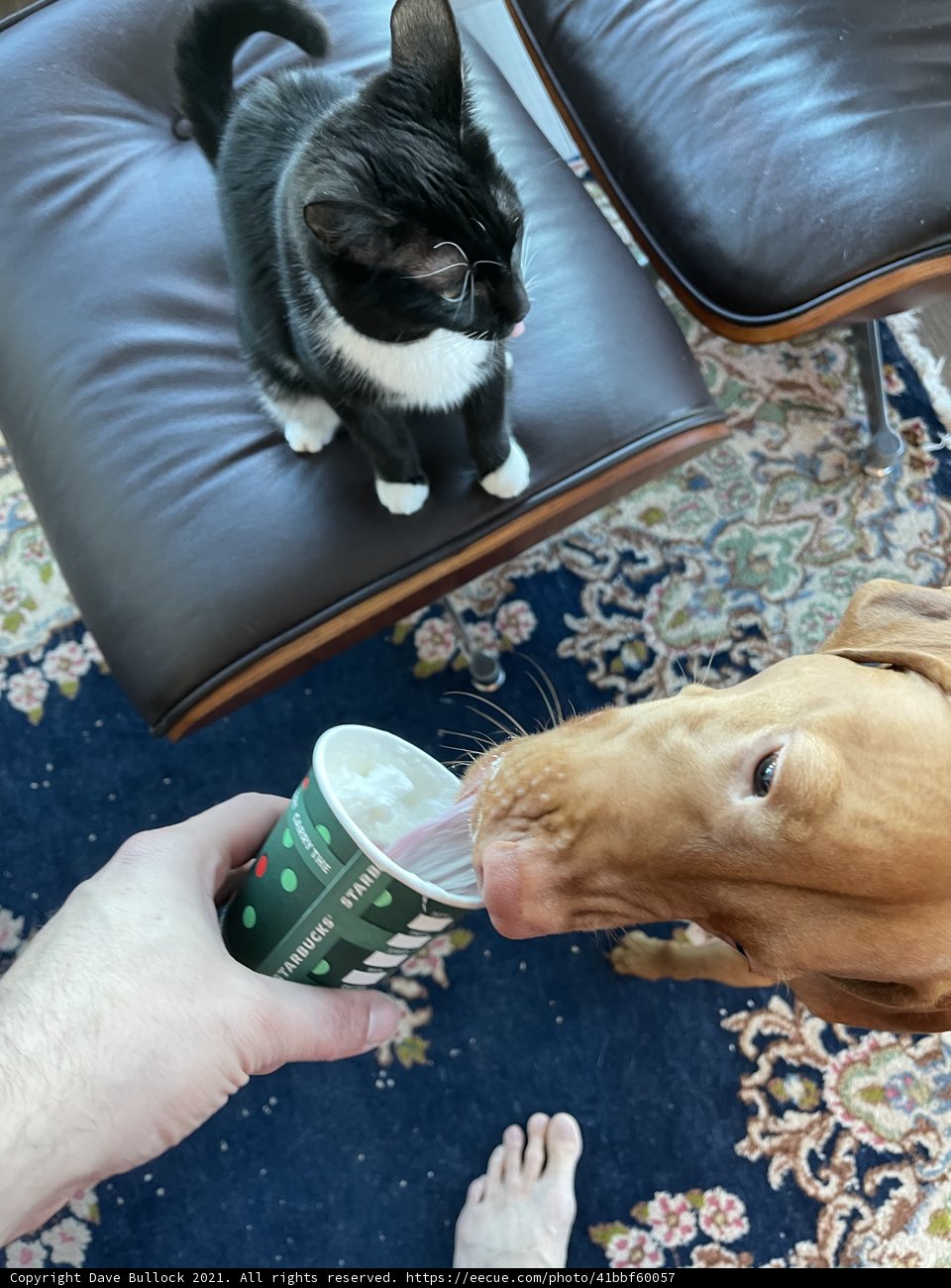 Furry friends curious about cup