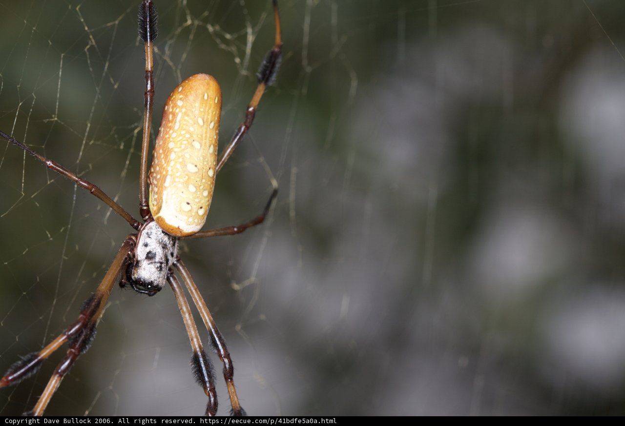 Expecting Mama Spider