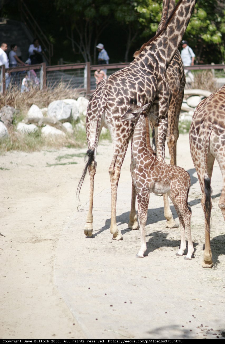 Tall and Majestic
