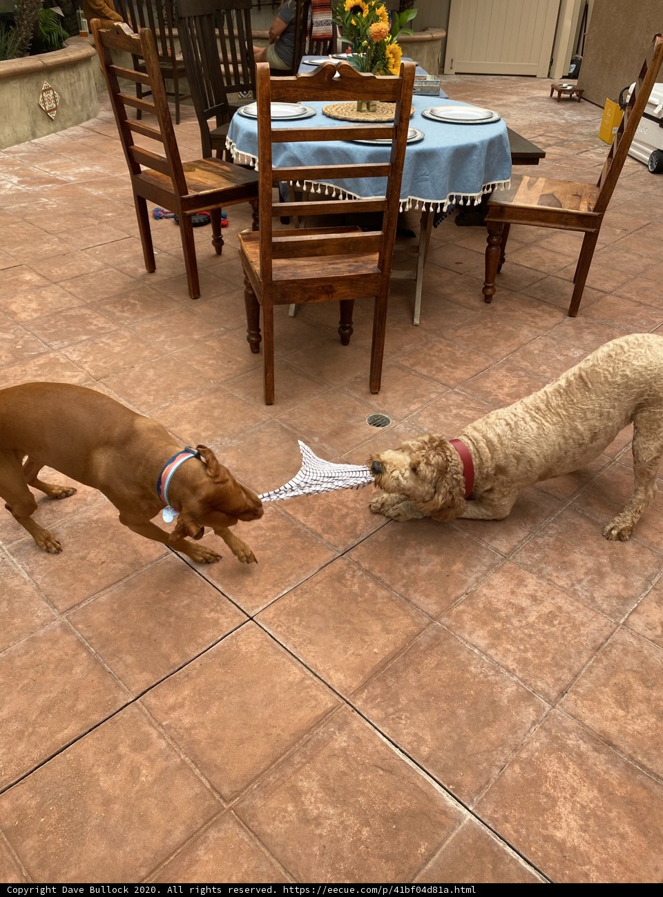 Playing Pups on the Patio