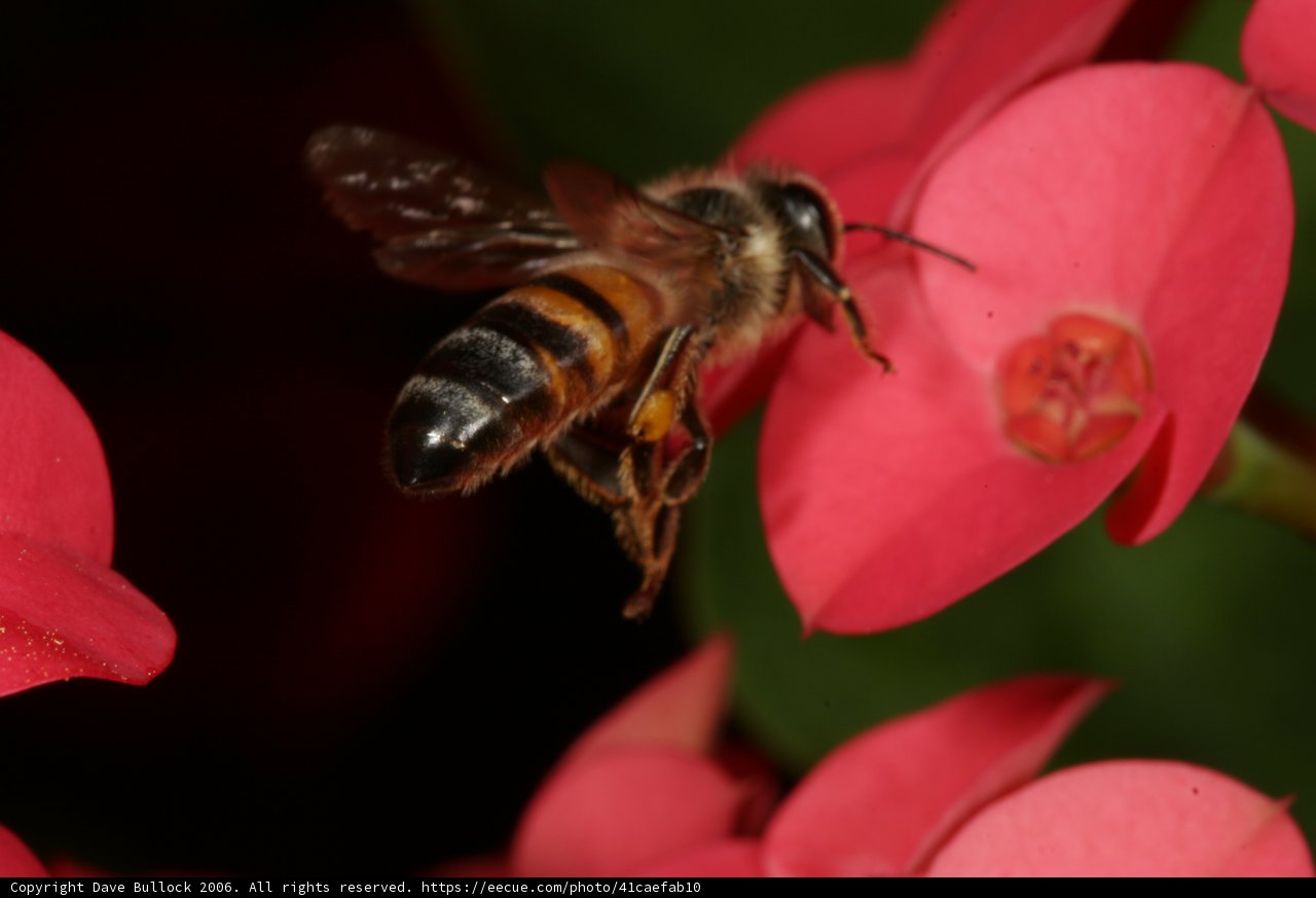 Buzzing Over Red Petals